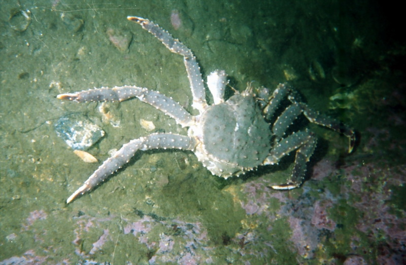 Red King Crab (Paralithodes camtschaticus) {!--왕게-->; DISPLAY FULL IMAGE.