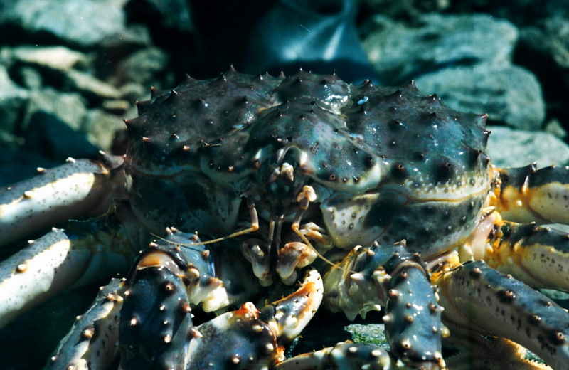 Red King Crab (Paralithodes camtschaticus) {!--왕게-->; DISPLAY FULL IMAGE.