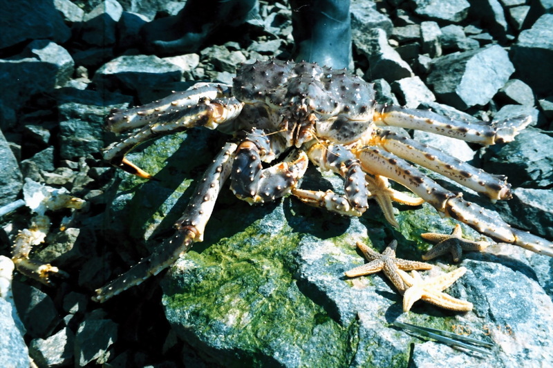 Red King Crab (Paralithodes camtschaticus) {!--왕게-->; DISPLAY FULL IMAGE.