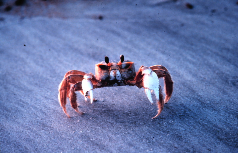 Ghost Crab (Ocypode quadrata) {!--대서양달랑게-->; DISPLAY FULL IMAGE.