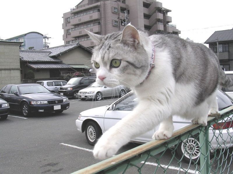 fence walker; DISPLAY FULL IMAGE.