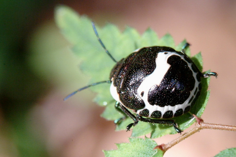 Poecilocoris lewisi (Clown Stink Bug, nymph) {!--광대노린재(약충)-->; DISPLAY FULL IMAGE.