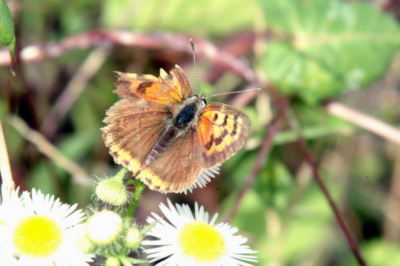 Lycaena phlaeas (Small Copper Butterfly) {!--작은주홍부전나비-->; DISPLAY FULL IMAGE.