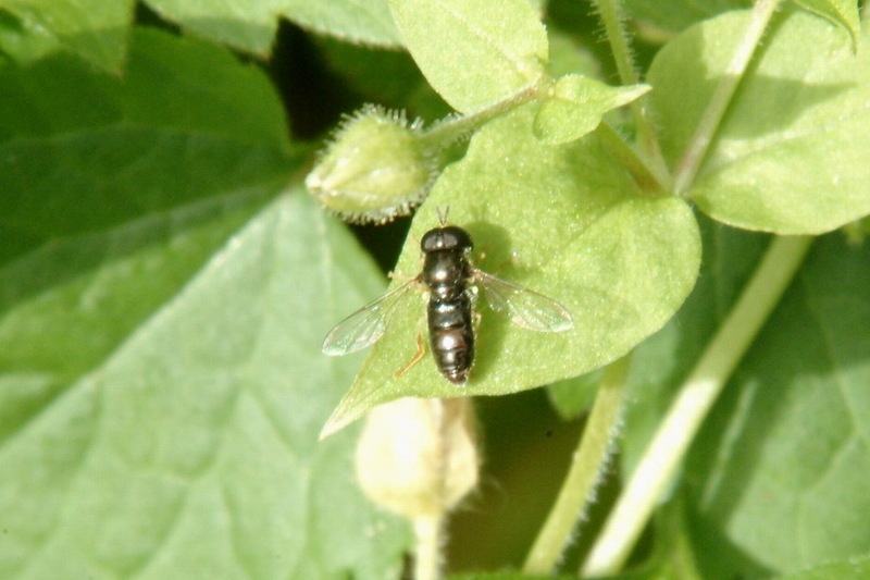 Unknown small hoverfly; DISPLAY FULL IMAGE.