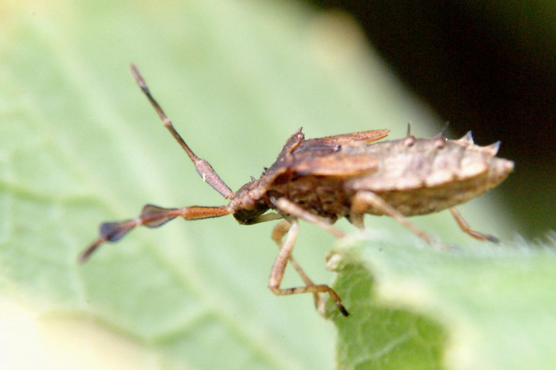 Nymph of an unknown stinkbug; DISPLAY FULL IMAGE.