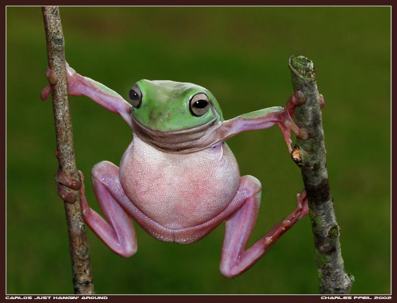 Ribit; DISPLAY FULL IMAGE.