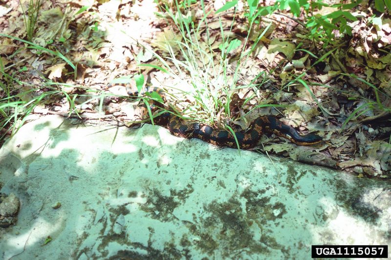 Eastern Hognose Snake (Heterodon platirhinos) {!--동부돼지코뱀-->; DISPLAY FULL IMAGE.