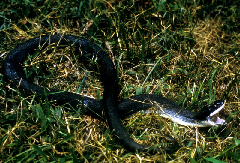 Eastern Hognose Snake (Heterodon platirhinos) {!--동부돼지코뱀-->; DISPLAY FULL IMAGE.