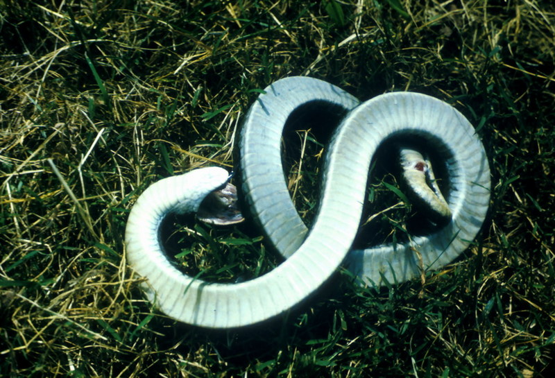 Eastern Hognose Snake (Heterodon platirhinos) {!--동부돼지코뱀-->; DISPLAY FULL IMAGE.