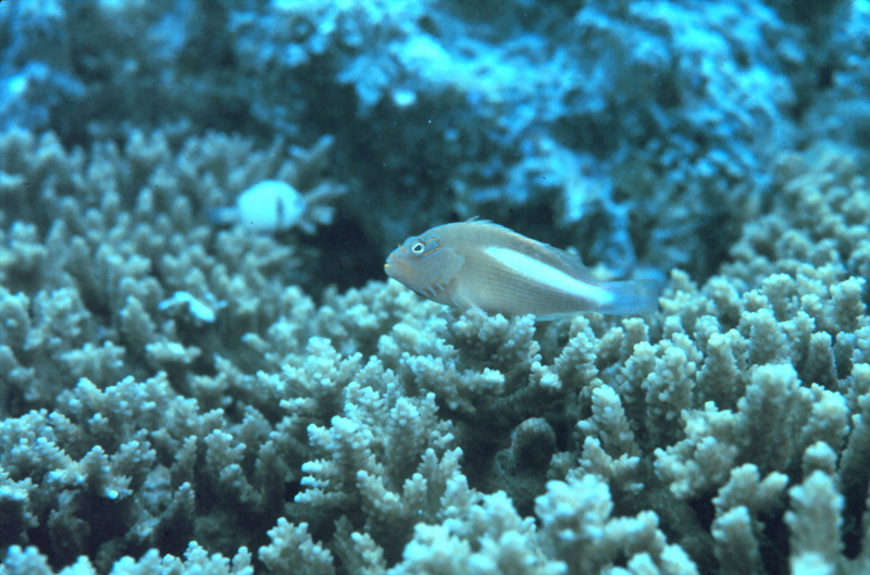 Arc-eye Hawkfish (Paracirrhites arcatus) {!--흰줄가시돔-->; DISPLAY FULL IMAGE.