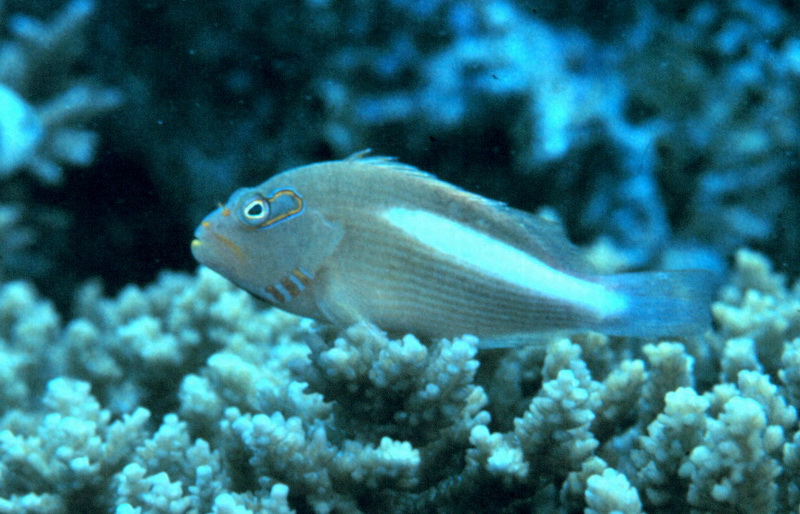 [Crop] Arc-eye Hawkfish (Paracirrhites arcatus) {!--흰줄가시돔-->; DISPLAY FULL IMAGE.