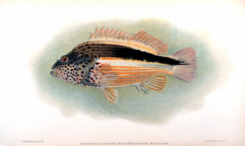 Blackside Hawkfish (Paracirrhites forsteri) {!--주근깨가시돔-->; DISPLAY FULL IMAGE.