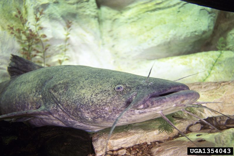 Flathead Catfish (Pylodictis olivaris) {!--넓적메기-->; DISPLAY FULL IMAGE.