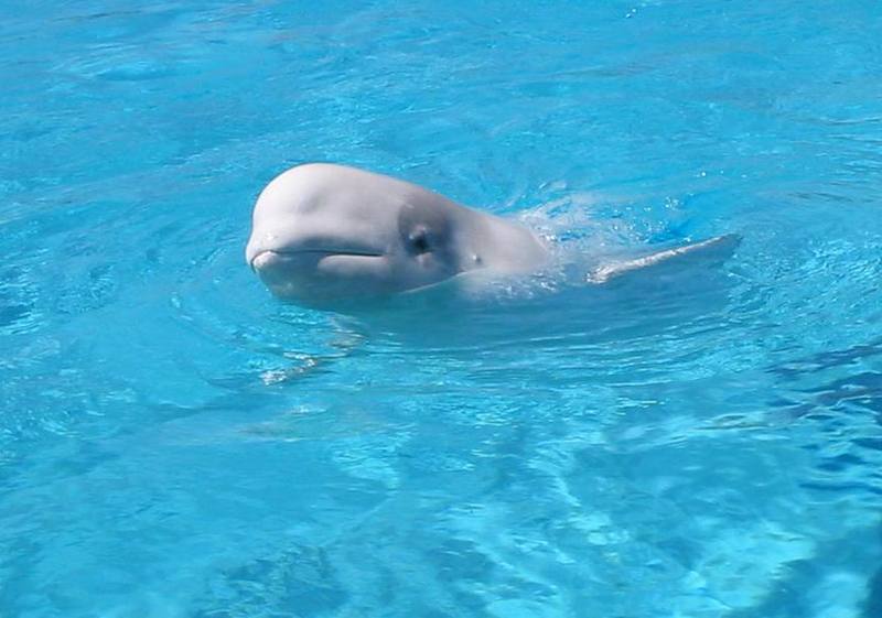 Beluga whale; DISPLAY FULL IMAGE.
