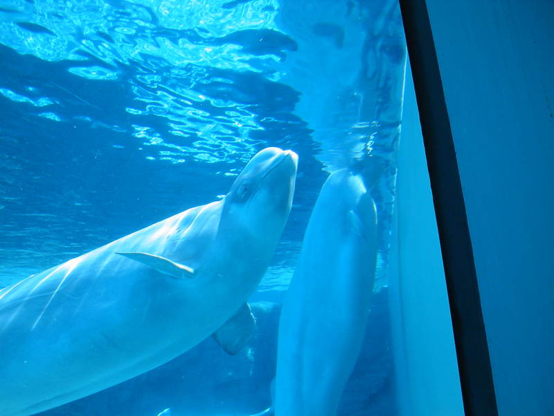 Beluga whale; DISPLAY FULL IMAGE.