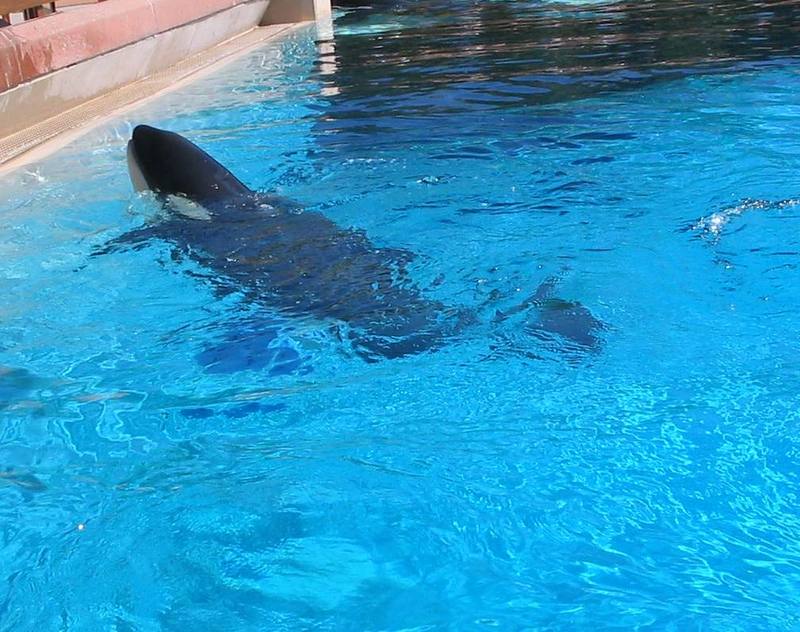 Killer whale; DISPLAY FULL IMAGE.