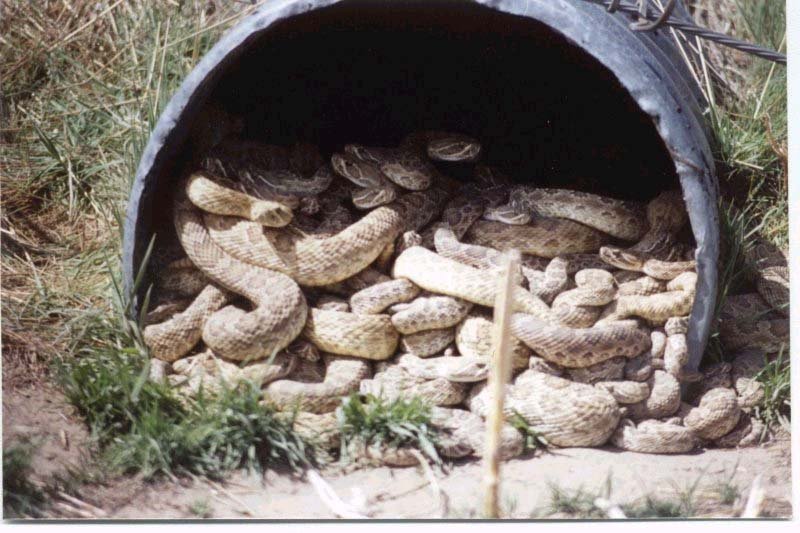 Snakes!!!!; DISPLAY FULL IMAGE.