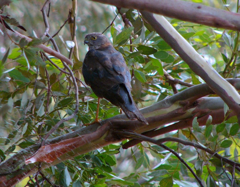 cool water 2 (Australian collared sparrowhawk); DISPLAY FULL IMAGE.