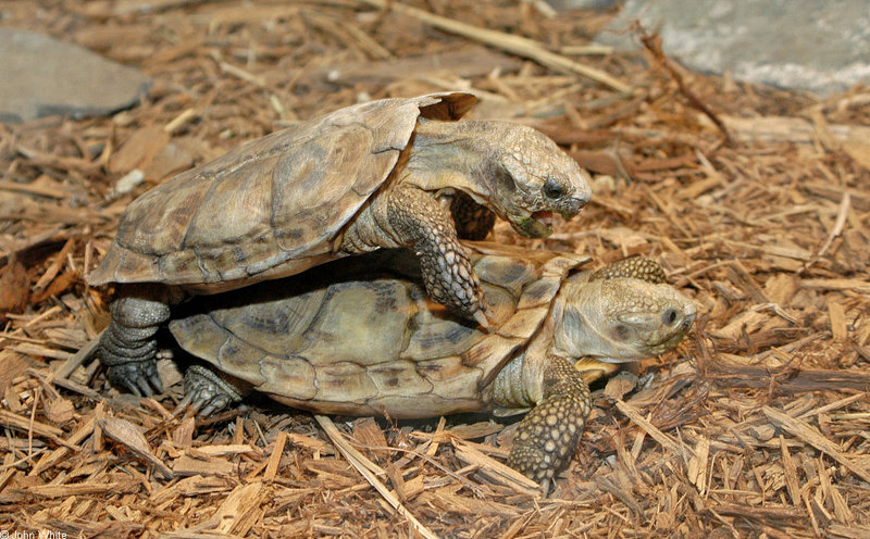 African Pancake Tortoise (Malacochersus tornieri)768; DISPLAY FULL IMAGE.