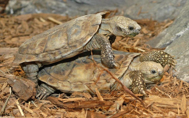 African Pancake Tortoise (Malacochersus tornieri)771; DISPLAY FULL IMAGE.