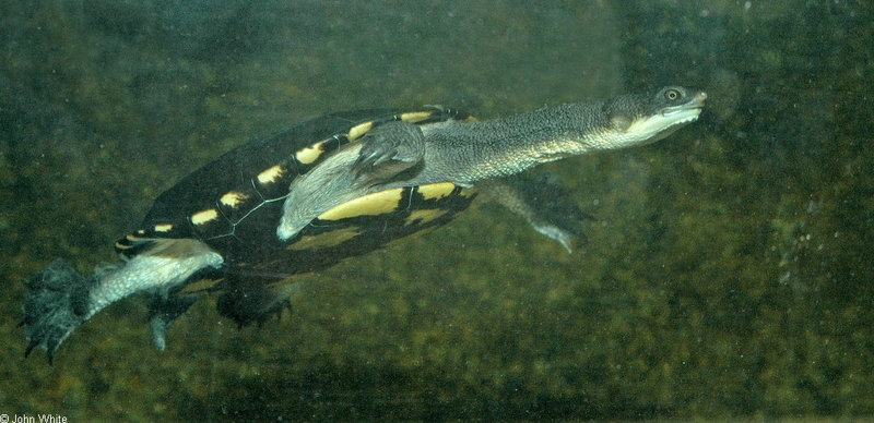 Australian Snake Neck Turtle (Chelodina longicollis)773; DISPLAY FULL IMAGE.