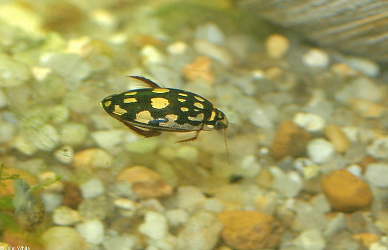 Marbled Diving Beetle (Thermonectus marmoratus)767; DISPLAY FULL IMAGE.