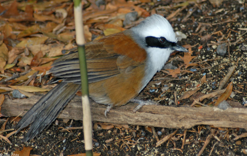 White-Crested Laughing Thrush (Garrulax leucolophus)776; DISPLAY FULL IMAGE.