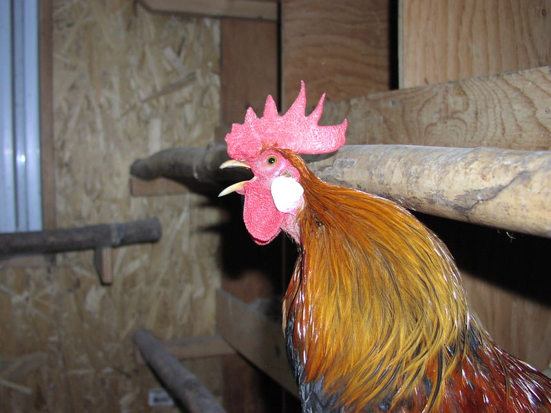 Brown Leghorn Bantam Rooster; DISPLAY FULL IMAGE.