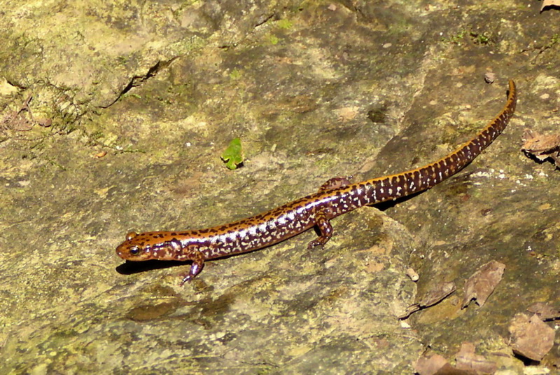 [Crop] Longtail salamander (Eurycea longicauda) {!--긴꼬리도롱뇽-->; DISPLAY FULL IMAGE.