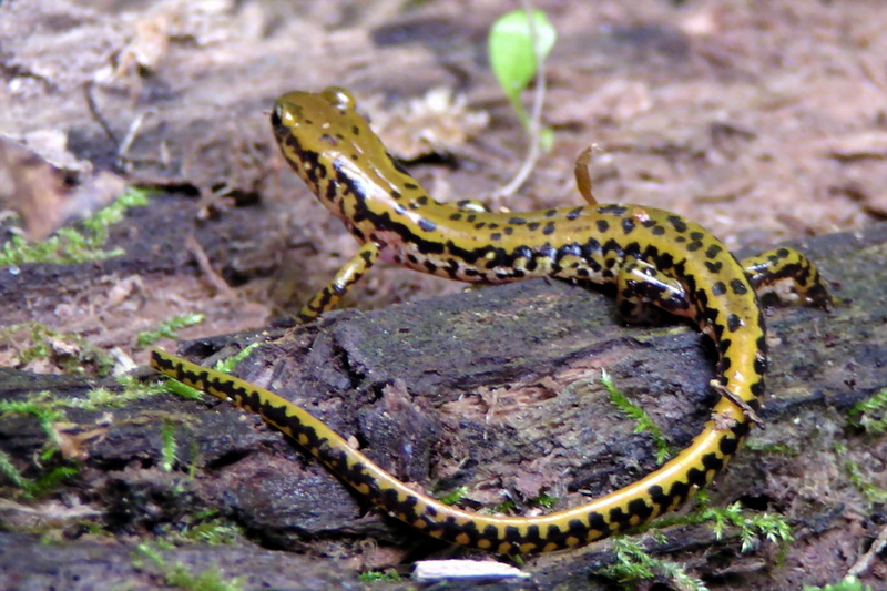 [Crop] Longtail salamander (Eurycea longicauda) {!--긴꼬리도롱뇽-->; DISPLAY FULL IMAGE.