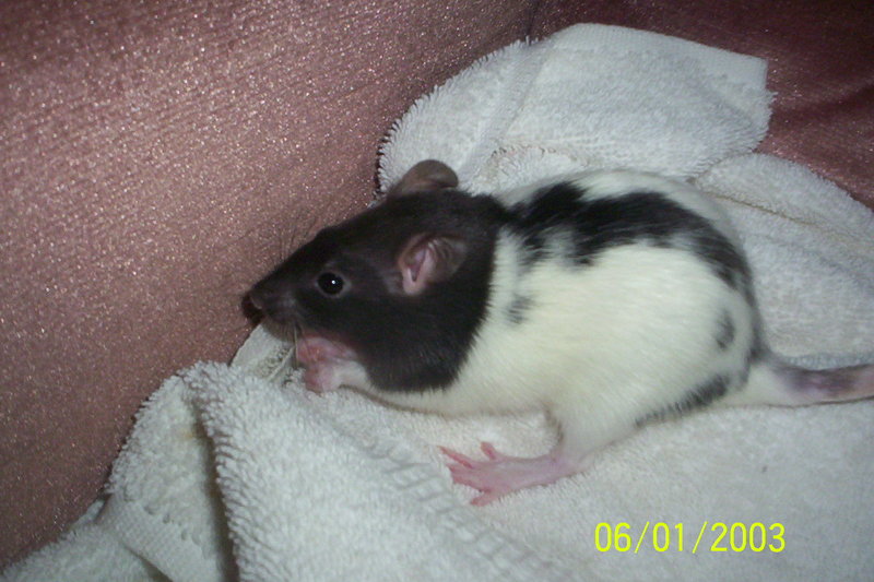 Ditto; DISPLAY FULL IMAGE.