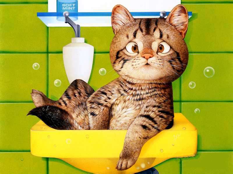 Kitties; DISPLAY FULL IMAGE.