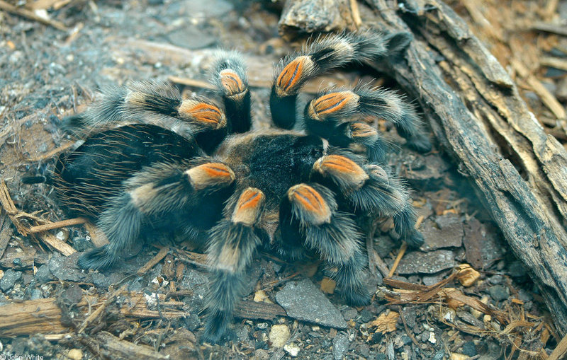 Mexican Orange-kneed Tarantula (Euathlus smithii); DISPLAY FULL IMAGE.