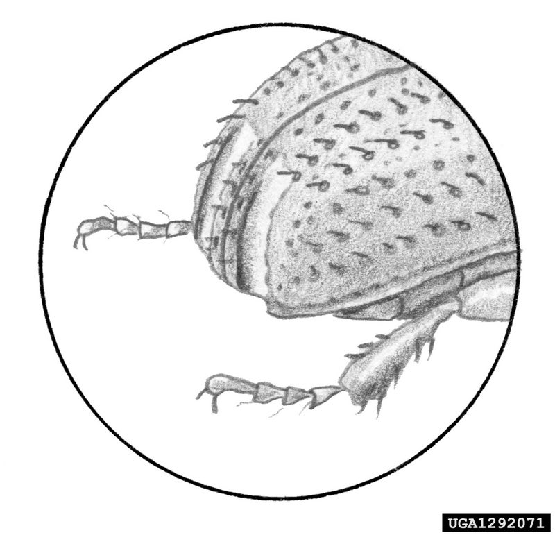 Common Pine Shoot Beetle (Tomicus piniperda) {!--소나무좀-->; DISPLAY FULL IMAGE.