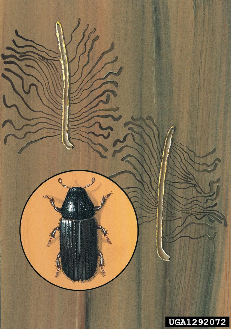 Common Pine Shoot Beetle (Tomicus piniperda) {!--소나무좀-->; DISPLAY FULL IMAGE.