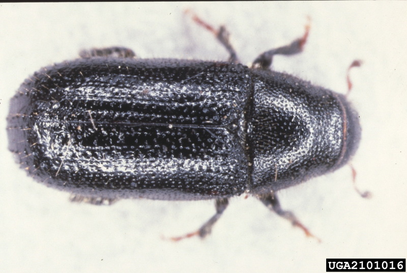 Common Pine Shoot Beetle (Tomicus piniperda) {!--소나무좀-->; DISPLAY FULL IMAGE.