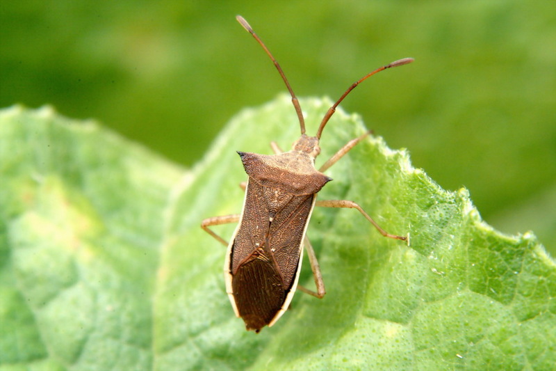 Cletus punctiger (Squash bug) {!--시골가시허리노린재-->; DISPLAY FULL IMAGE.