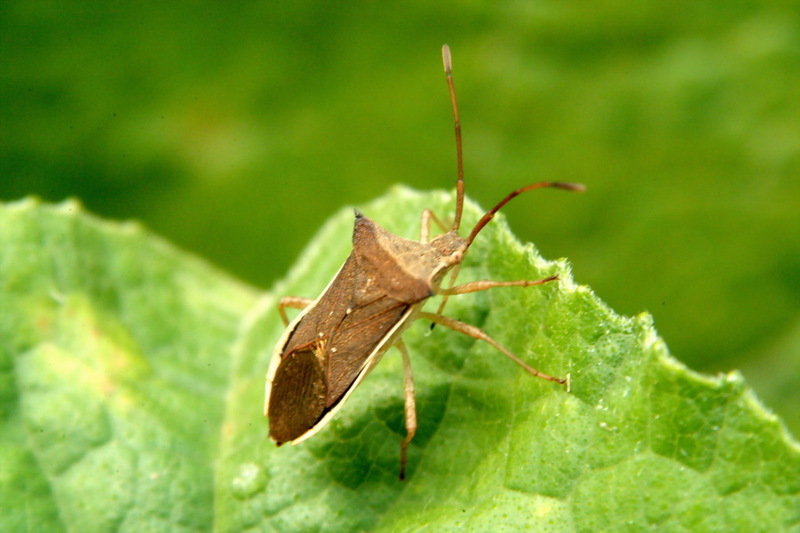 Cletus punctiger (Squash bug) {!--시골가시허리노린재-->; DISPLAY FULL IMAGE.