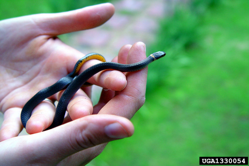 Northern Ringneck Snake (Diadophis punctatus edwardsii) {!--목고리뱀 아종(북아메리카)-->; DISPLAY FULL IMAGE.