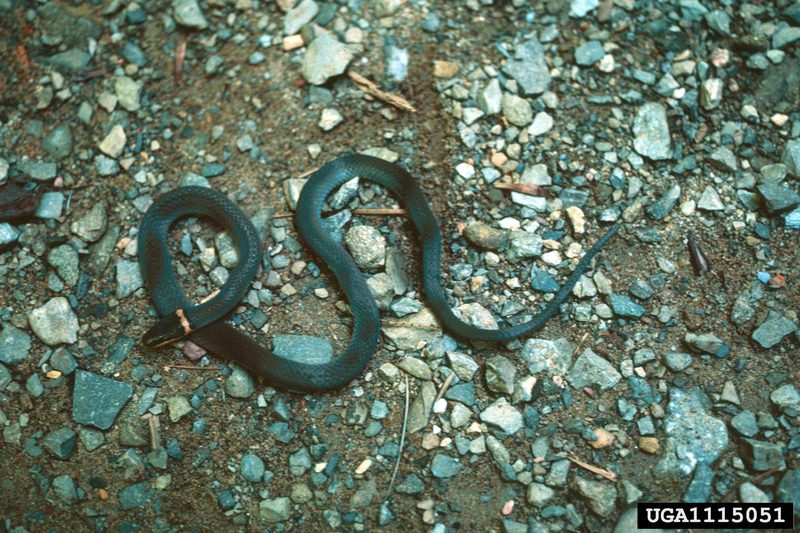 Northern Ringneck Snake (Diadophis punctatus edwardsii) {!--목고리뱀 아종(북아메리카)-->; DISPLAY FULL IMAGE.