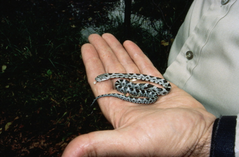 Rat Snake (Elaphe obsoleta) {!--미국구렁이-->; DISPLAY FULL IMAGE.