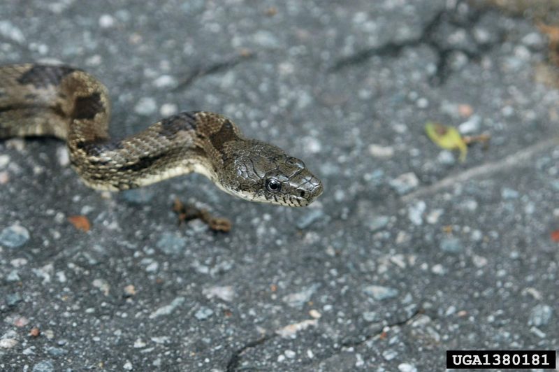 Gray Rat Snake (Elaphe obsoleta spiloides) {!--북아메리카회색구렁이-->; DISPLAY FULL IMAGE.