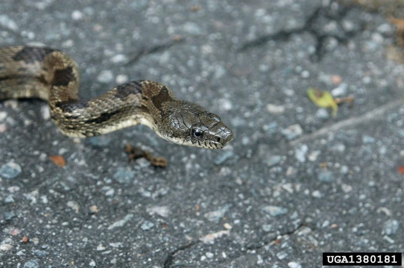 Gray Rat Snake (Elaphe obsoleta spiloides) {!--북아메리카회색구렁이-->; DISPLAY FULL IMAGE.