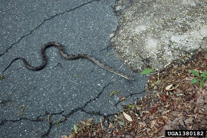 Gray Rat Snake (Elaphe obsoleta spiloides) {!--북아메리카회색구렁이-->; DISPLAY FULL IMAGE.