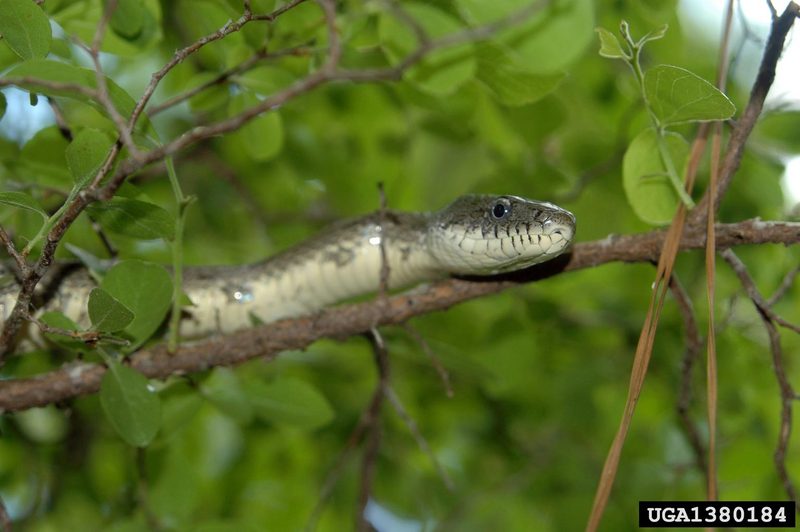 Gray Rat Snake (Elaphe obsoleta spiloides) {!--북아메리카회색구렁이-->; DISPLAY FULL IMAGE.