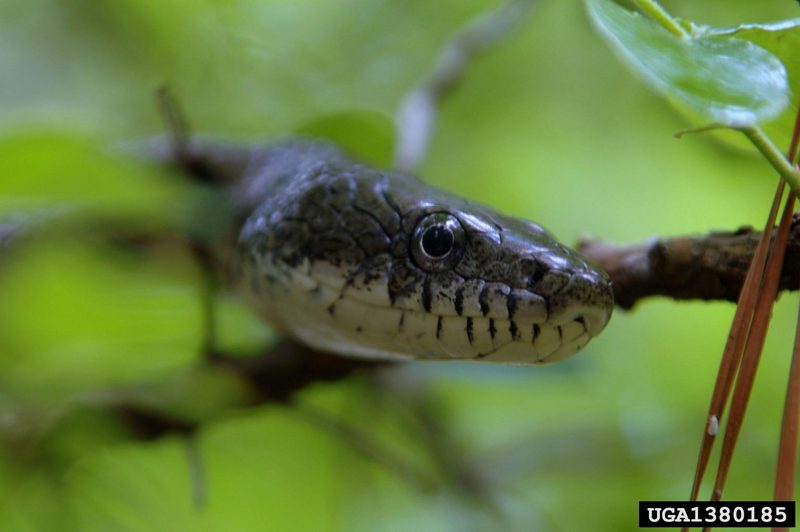 Gray Rat Snake (Elaphe obsoleta spiloides) {!--북아메리카회색구렁이-->; DISPLAY FULL IMAGE.