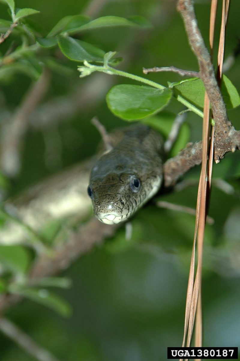 Gray Rat Snake (Elaphe obsoleta spiloides) {!--북아메리카회색구렁이-->; DISPLAY FULL IMAGE.