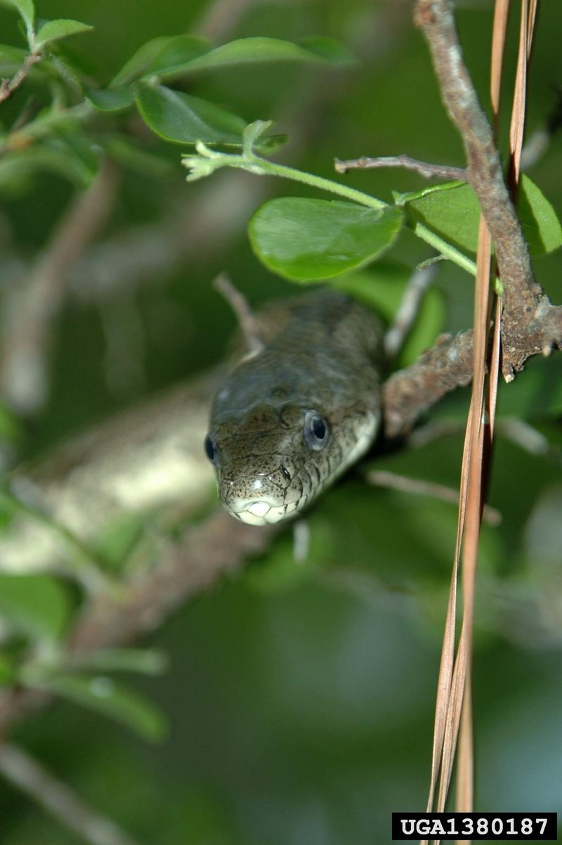 Gray Rat Snake (Elaphe obsoleta spiloides) {!--북아메리카회색구렁이-->; DISPLAY FULL IMAGE.