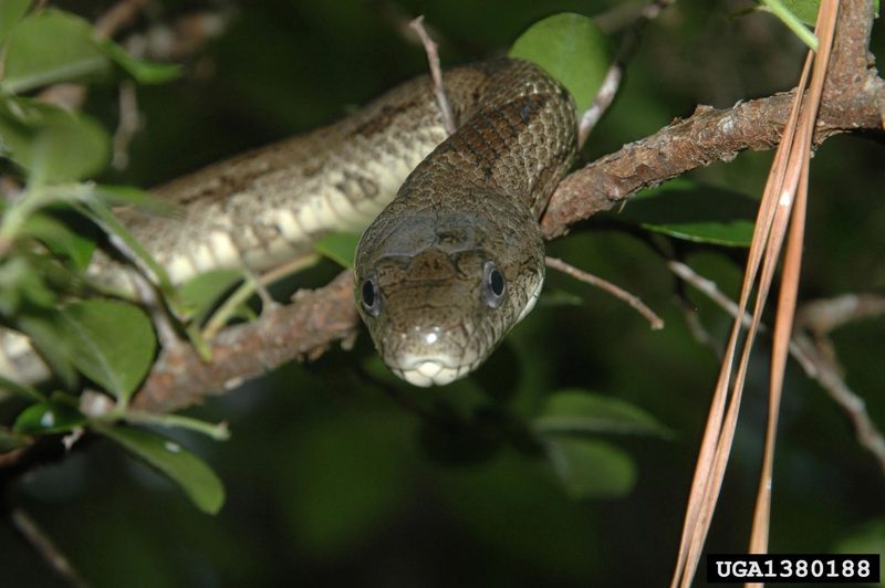 Gray Rat Snake (Elaphe obsoleta spiloides) {!--북아메리카회색구렁이-->; DISPLAY FULL IMAGE.