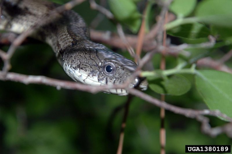 Gray Rat Snake (Elaphe obsoleta spiloides) {!--북아메리카회색구렁이-->; DISPLAY FULL IMAGE.